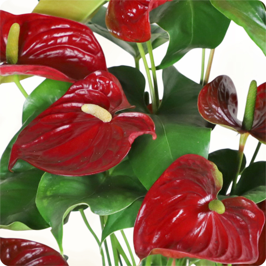 Offrez un Anthurium rouge éclatant avec 123fleurs. Plante fleurie livrée en main propre partout en France.