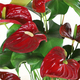 Anthurium rouge en pot décoratif avec feuillage vert