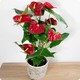 Anthurium rouge en pot décoratif avec feuillage vert
