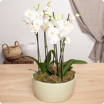 Assemblage Orchidées blanches