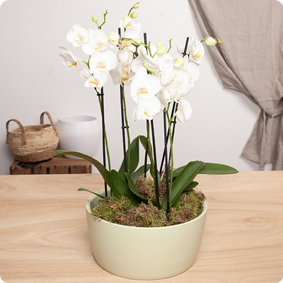 Assemblage Orchidées blanches