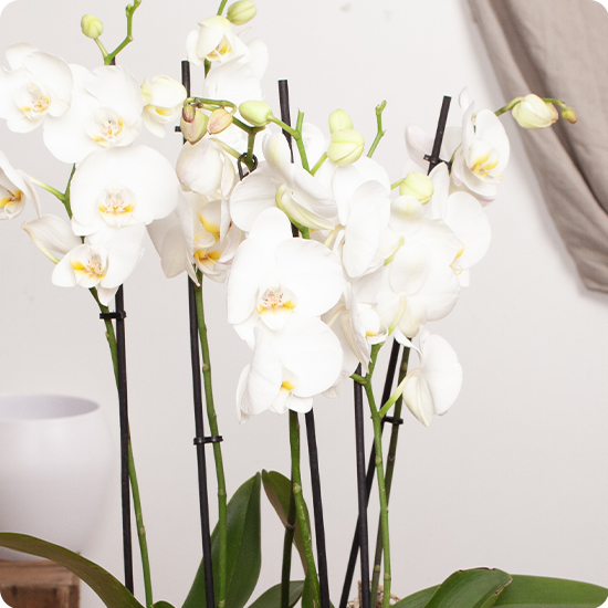 Assemblage Orchidées blanches