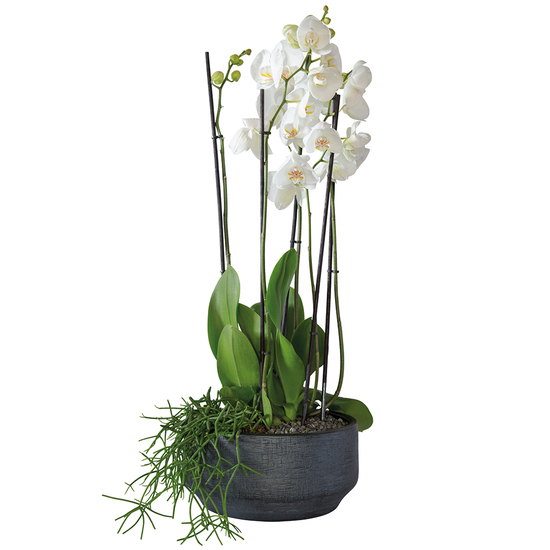 Arrangement d'orchidées blanches - Livraison de fleurs | 123Fleurs