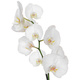 Assemblage Orchidées blanches