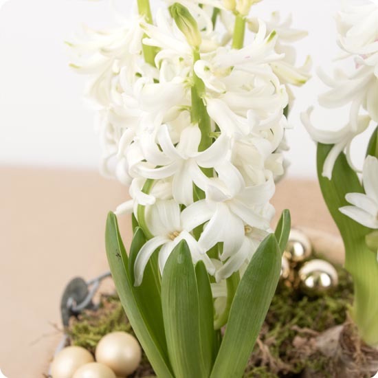 Arrangement de Jacinthes pour Noël