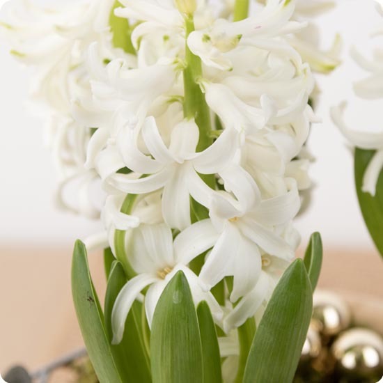 Arrangement de Jacinthes pour Noël