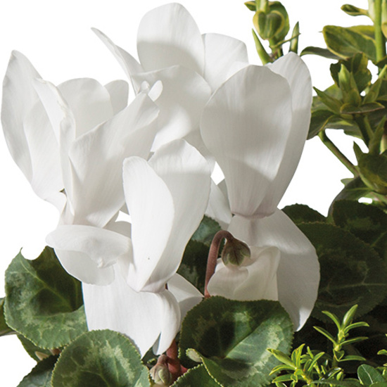 Arrangement deuil De Tout Coeur