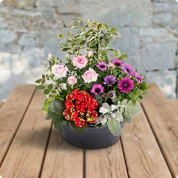 Arrangement de plantes Espérance