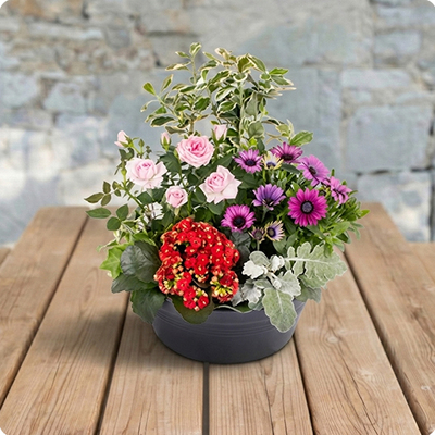 Arrangement de plantes Espérance