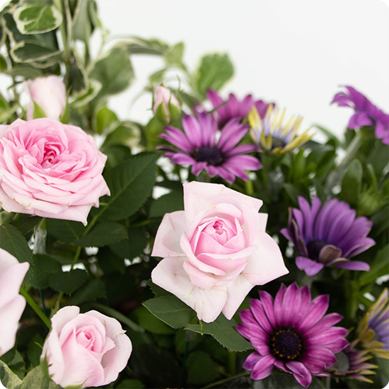 Arrangement de plantes Espérance