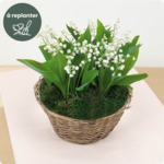 Bouquet de Muguet du 1er mai | Livraison en 4 h | 123fleurs