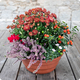 Flamme souvenir - arrangement d'extérieur