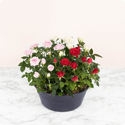 Arrangement de plantes Jardin de roses