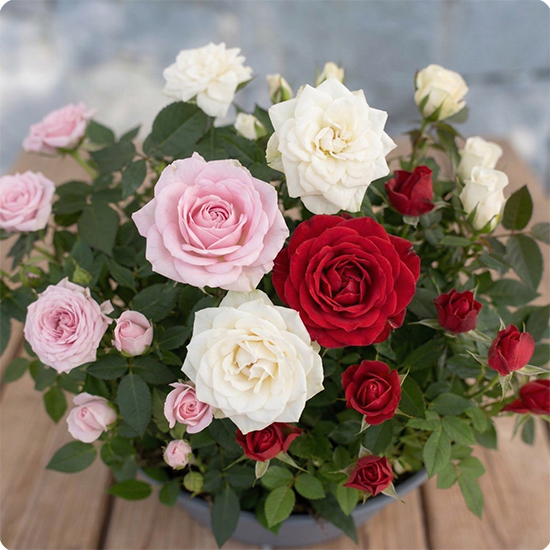 Arrangement de plantes Jardin de roses