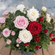 Arrangement de plantes Jardin de roses