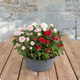 Arrangement de plantes Jardin de roses