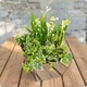 Arrangement de plantes naturelles avec muguet et lierre en contenant décoratif