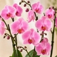 Arrangement Orchidée Rose Élégance avec orchidées Phalaenopsis roses en contenant décoratif 123fleurs
