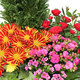 Arrangement de plantes pour deuil En paix