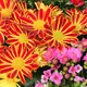 Arrangement de plantes pour deuil En paix