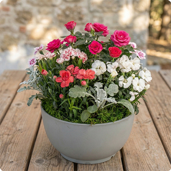 Arrangement de plantes Tendre hommage