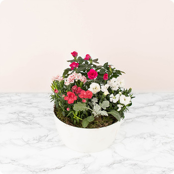 Arrangement de plantes Tendre hommage