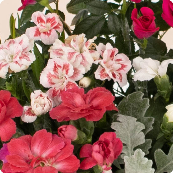 Arrangement de plantes Tendre hommage