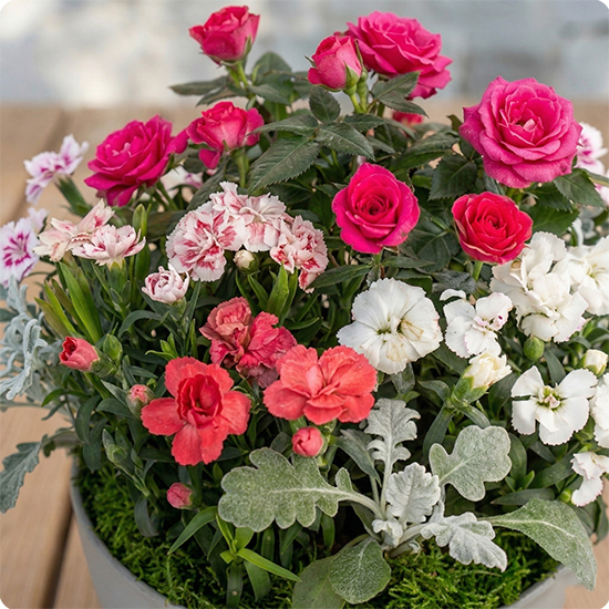 Arrangement de plantes Tendre hommage
