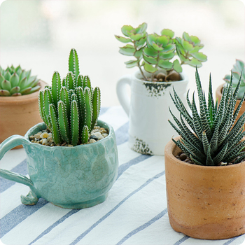 Assortiment succulentes et de cactus