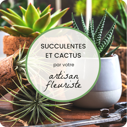 Assortiment succulentes et de cactus
