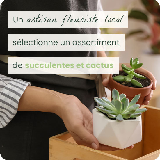 Assortiment succulentes et de cactus