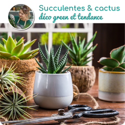 Assortiment succulentes et de cactus