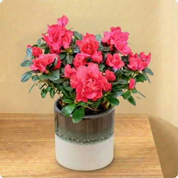 Offrez un arrangement d’azalée blanche avec 123fleurs. Livraison express aujourd’hui en 4h. Élégante et facile à entretenir, parfaite pour toute occasion.