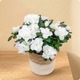 Arrangement d’azalée blanche en pot avec feuillage vert