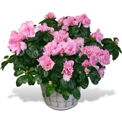 Plante verte et fleurie Azalée en fleurs