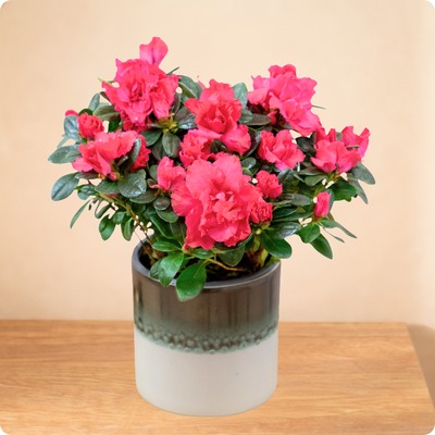 Offrez un arrangement d’azalée blanche avec 123fleurs. Livraison express aujourd’hui en 4h. Élégante et facile à entretenir, parfaite pour toute occasion.