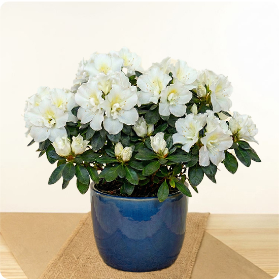 Offrez un arrangement d’azalée blanche avec 123fleurs. Livraison express aujourd’hui en 4h. Élégante et facile à entretenir, parfaite pour toute occasion.