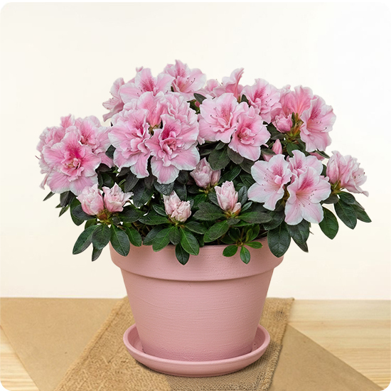 Offrez un arrangement d’azalée blanche avec 123fleurs. Livraison express aujourd’hui en 4h. Élégante et facile à entretenir, parfaite pour toute occasion.