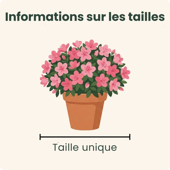 Offrez un arrangement d’azalée blanche avec 123fleurs. Livraison express aujourd’hui en 4h. Élégante et facile à entretenir, parfaite pour toute occasion.