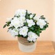 Arrangement d’azalée blanche en pot avec feuillage vert