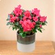Arrangement d’azalée blanche en pot avec feuillage vert