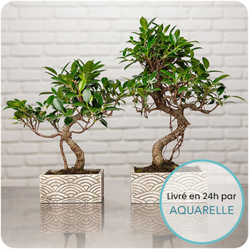 Bonsaï Zen chic