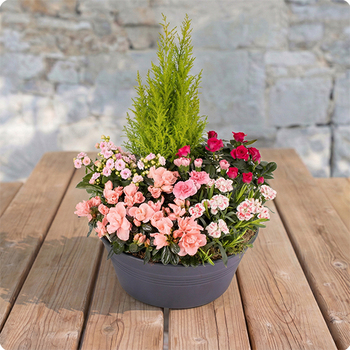 Bosquet – Coupe de plantes pour cimetière