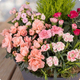 Composition de plantes Bosquet pour cimetière, conifère et fleurs roses en coupe extérieure