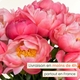 Bouquet 100% pivoines de saison