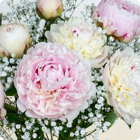 Bouquet Amour de Pivoines - Livraison express avec 123fleurs