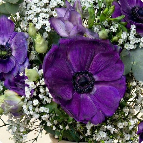 Craquez pour le Bouquet Anémones du Jour, une création florale délicate mettant en valeur la beauté naturelle de l’anémone violette.