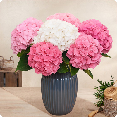 Bouquet Bonbon - Hortensias doux - Livraison avec 123fleurs
