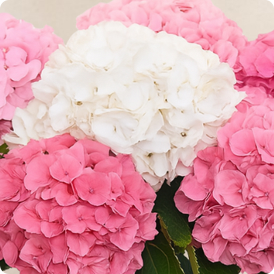 Bouquet Bonbon - Hortensias doux - Livraison avec 123fleurs