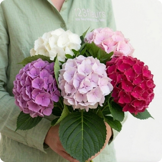 Bouquet Bonbon - Hortensias doux - Livraison avec 123fleurs